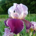 Iris-germanica-irys-bródkowy-latin-lover