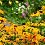 Rudbekia Goldsturm