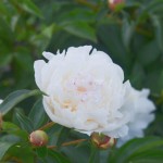 Piwonia Festiva Maxima