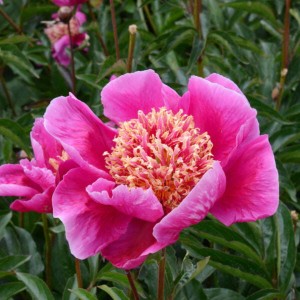 Piwonia 'Ursyn Niemcewicz'