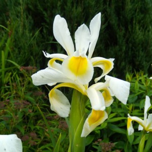 Irys spuria biały