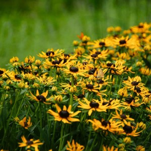 Rudbekia Little Goldstar