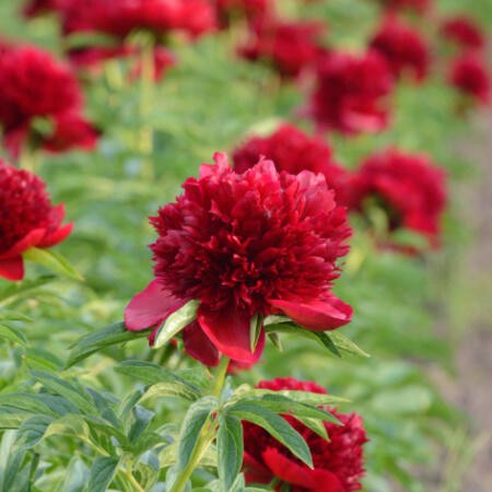Piwonia 'Rubra Plena' sadzonki
