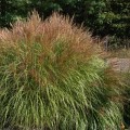 miskant-chinski-silberspinne-miscanthus-sadzonki