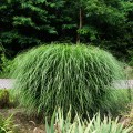 miskant chinski silberspinne miscanthus sadzonki