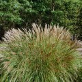 miskant-chinski-silberspinne-miscanthus-sadzonki