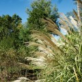 miskant-chinski-silberspinne-miscanthus-sadzonki