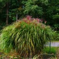 miskant-chinski-punktchen-miscanthus-sadzonki