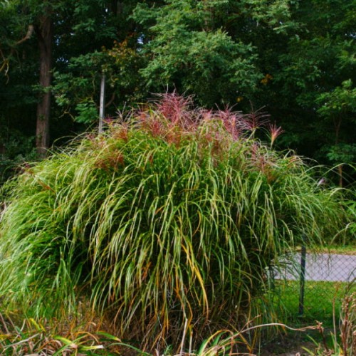 miskant-chinski-punktchen-miscanthus-sadzonki