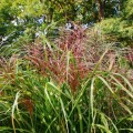 miskant-chinski-punktchen-miscanthus-sadzonki