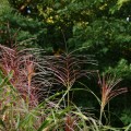 miskant-chinski-punktchen-miscanthus-sadzonki