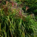 miskant-chinski-punktchen-miscanthus-sadzonki