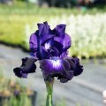 iris-germanica-irys-brodkowy-exotic-star