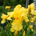 iris-germanica-irys-brodkowy-ola-kala