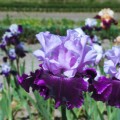 iris-germanica-irys-brodkowy-total-obssesion