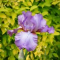 iris-germanica-irys-brodkowy-amethyst-flame