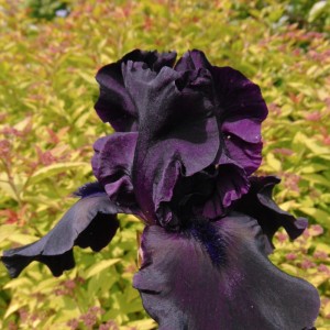 Irys bródkowy Dark Passion