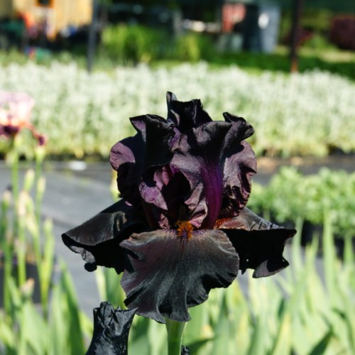 iris-germanica-irys-brodkowy-drakula's-kiss