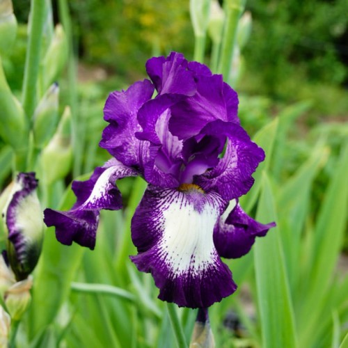 iris-germanica-irys-brodkowy-Going-My-Way