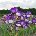 iris-germanica-irys-brodkowy-Going-My-Way