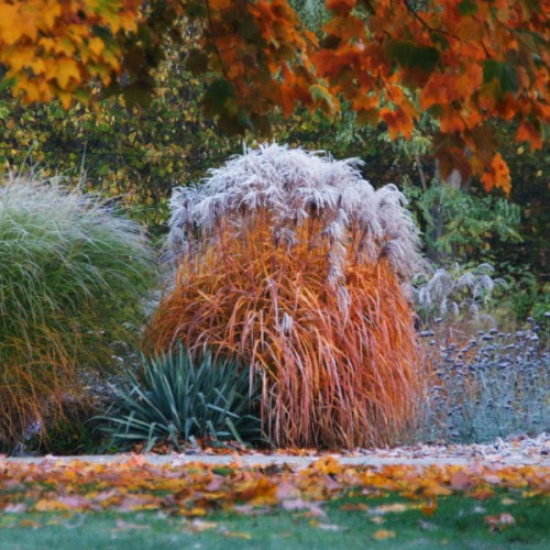 Miskant chinski 'Malepartus'