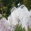 miskant chinski memory miscanthus sinensis