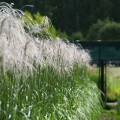 miskant chinski memory miscanthus sinensis wysokie trawy sadzonki