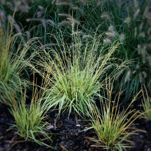 molinia-carulea-trzeslica-modra-variegata