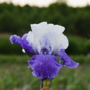 Irys bródkowy Royal Crusader