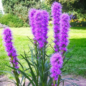 Liatra kłosowa Kobold