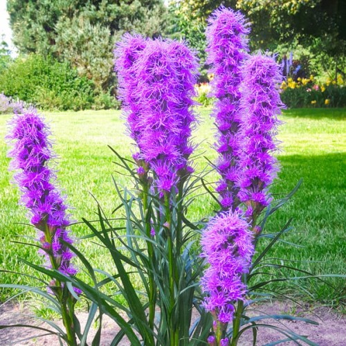 liatra klosowa kobold sadzonki