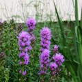 liatra-klosowa-kobold-liatris-spicata-sadzonki