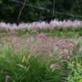 Rozplenica wschodnia 'Karley Rose' (Pennisetum orientale)