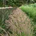 rozplenica-wschodnia-karley-rose-pennisetum-orientale