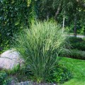 proso rozgowate northwind panicum virgatum