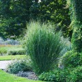 proso rozgowate northwind panicum virgatum sadzonka