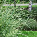 proso rozgowate northwind panicum virgatum sadzonki