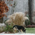 proso rozgowate northwind panicum virgatum