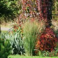 proso rozgowate northwind sadzonki panicum virgatum