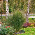 proso rozgowate northwind sadzonki panicum virgatum