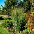 proso rozgowate northwind sadzonka panicum virgatum