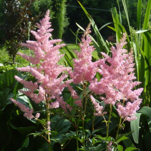 tawulka arendsa elizabeth bloom sadzonka astilbe