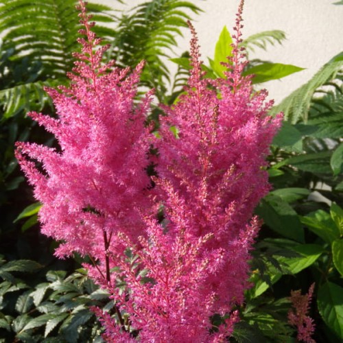 tawulka arendsa gloria purpurea sadzonka astilbe