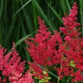 tawulka astary red astilbe sadzonki