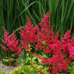 Tawułka arendsa Astary Red