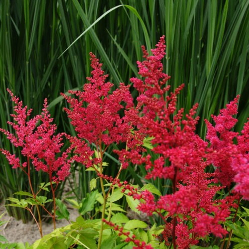 tawulka astary red astilbe sadzonki