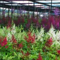 tawulka astary red astilbe sadzonka