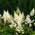 tawulka astary white astilbe sadzonka