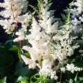 tawulka astary white astilbe sadzonka