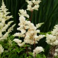 tawulka astary white astilbe sadzonka